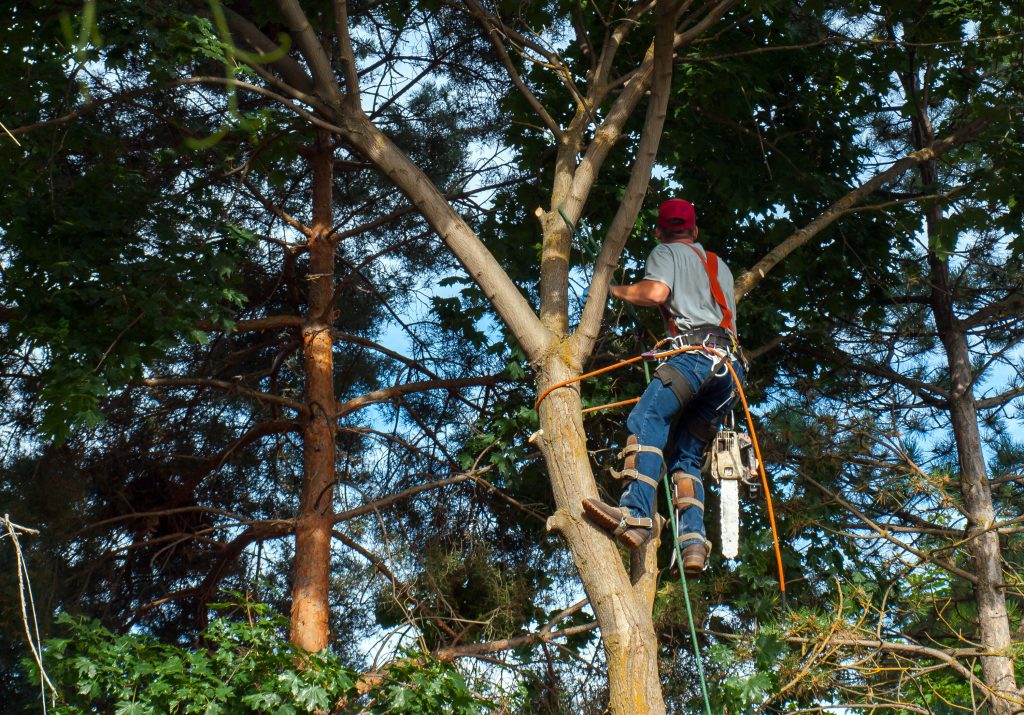 An Arborist Cutting Down a Maple Tree Piece by Piece